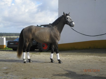 Feiticeiro do Lis - VENDIDO